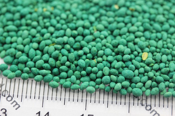 百慕大種子 百慕大種子