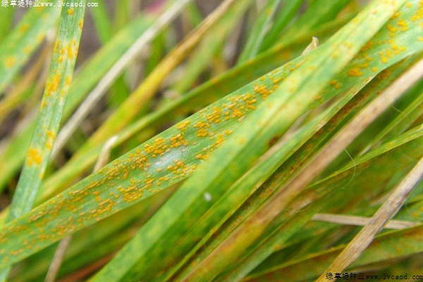 草坪粉銹病的發(fā)病原因以及防治方法 草坪粉銹病的發(fā)病原因以及防治方法