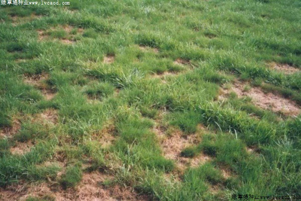 腐霉枯萎病的癥狀及防治方法 腐霉枯萎病的癥狀及防治方法