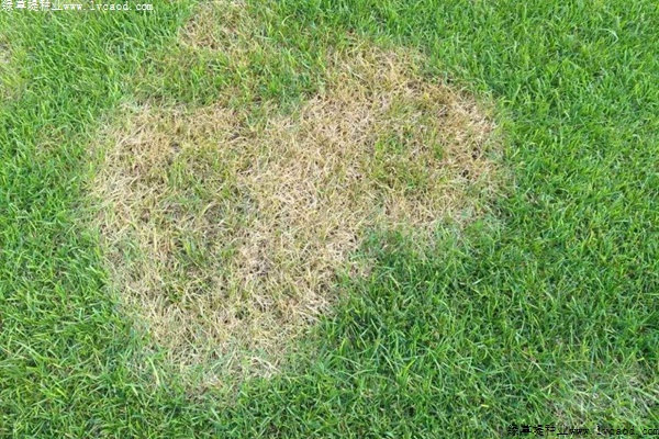 草坪褐斑病的癥狀及防治方法 草坪褐斑病的癥狀及防治方法