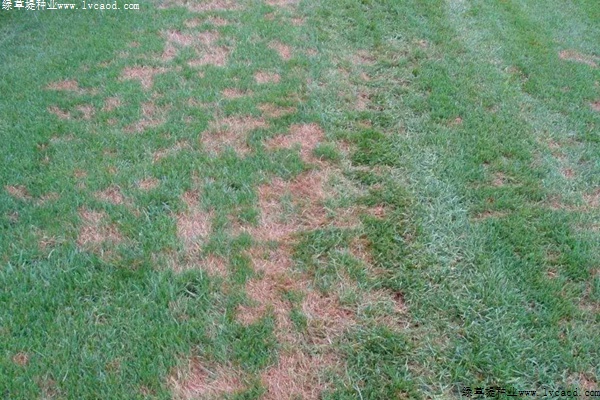 草坪褐斑病的癥狀及防治方法 草坪褐斑病的癥狀及防治方法