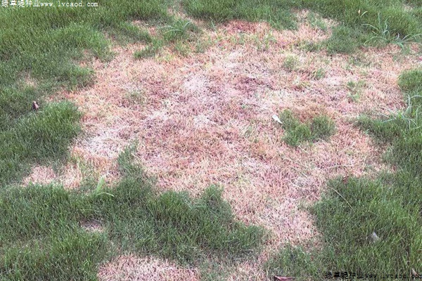 草坪褐斑病的癥狀及防治方法 草坪褐斑病的癥狀及防治方法