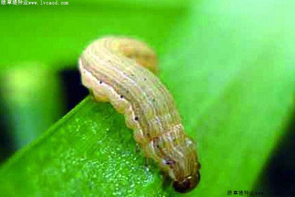 草坪粘蟲的危害以及防治方法 草坪粘蟲的危害以及防治方法