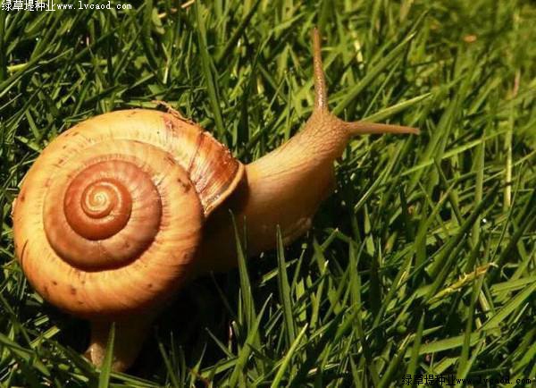 草坪蝸牛的成因以及防治方法 草坪蝸牛的成因以及防治方法