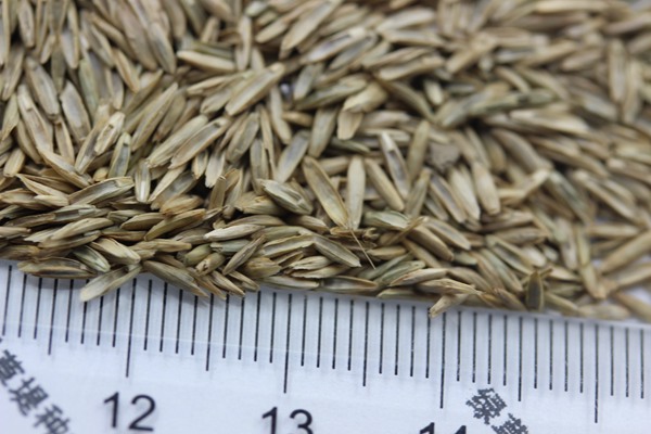 護坡黑麥草種子 護坡黑麥草種子