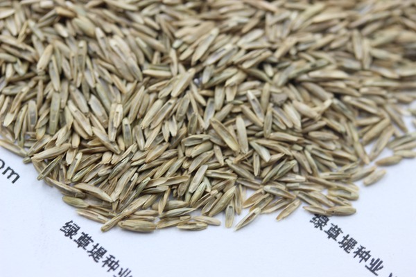 護坡黑麥草種子 護坡黑麥草種子