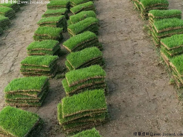 馬尼拉草坪種子的價格.jpg 馬尼拉草坪種子的價格.jpg