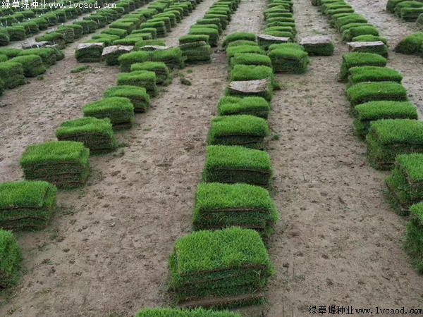 馬尼拉草坪種子的價格.jpg 馬尼拉草坪種子的價格.jpg