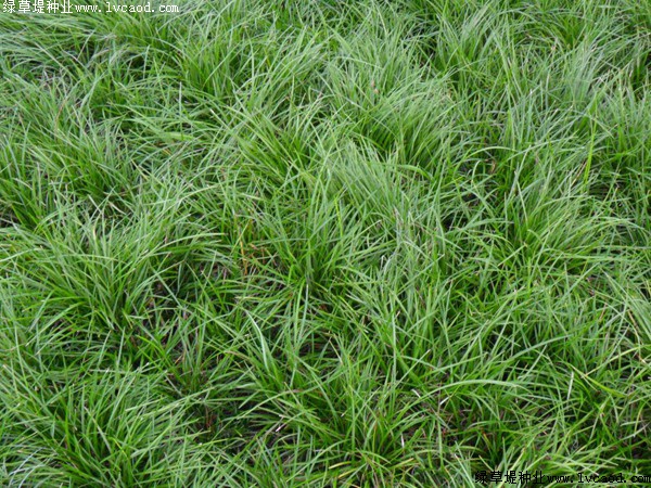 早熟禾常見的病害及預(yù)防 早熟禾常見的病害及預(yù)防