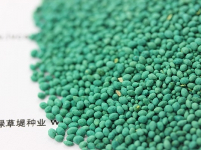 馬尼拉草坪種子