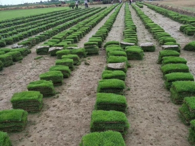 馬尼拉草坪種子價(jià)格，多少錢一斤