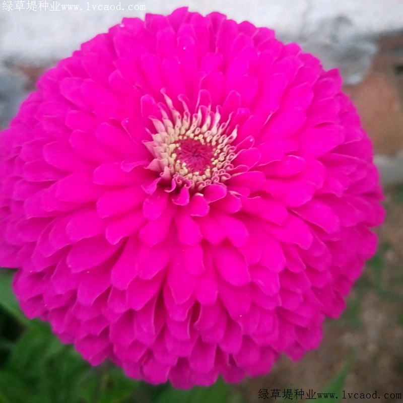 百日草單色 百日草單色