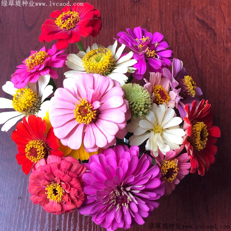 百日草單色 百日草單色