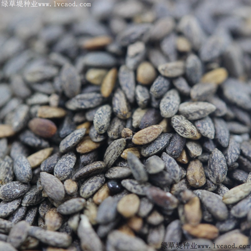 紅色鼠尾草 紅色鼠尾草