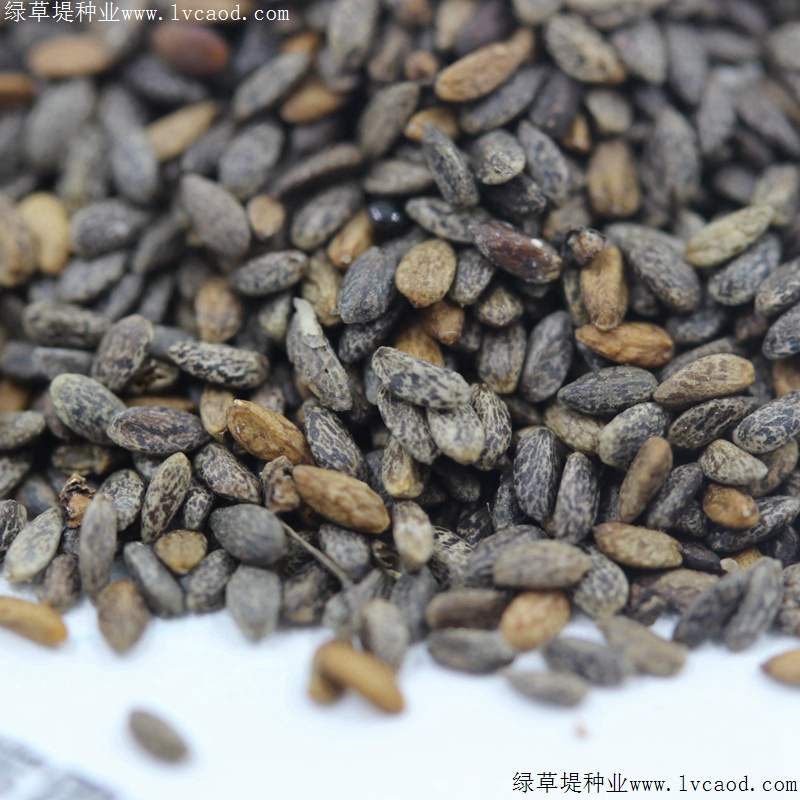 紅色鼠尾草 紅色鼠尾草