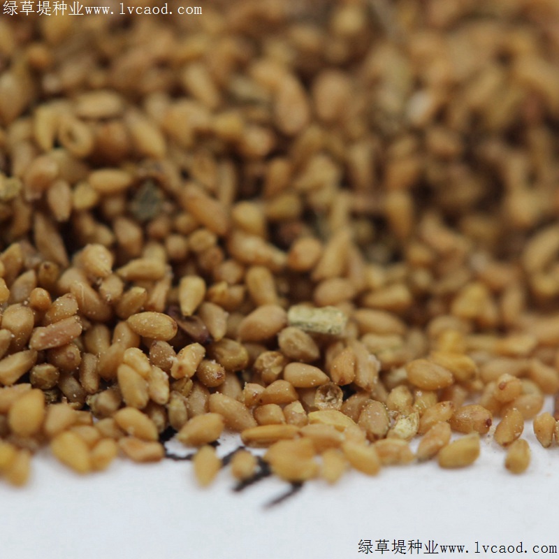 美麗月見(jiàn)草