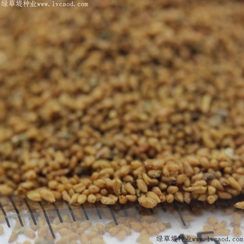 美麗月見(jiàn)草