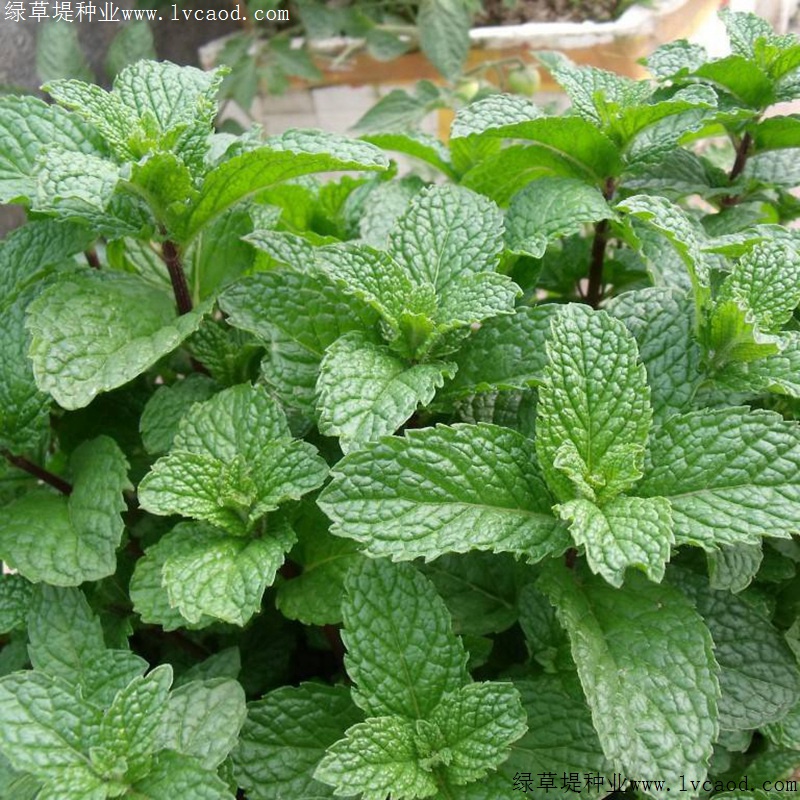 薄荷 薄荷