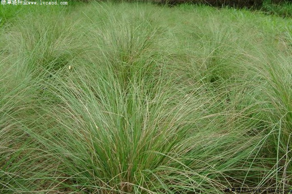 彎葉畫眉草 彎葉畫眉草