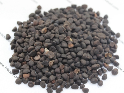 牽?；ǚN子價(jià)格_圖片_種植方法