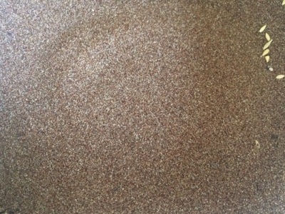 彎葉畫(huà)眉草種子的價(jià)格是多少錢(qián)1斤？