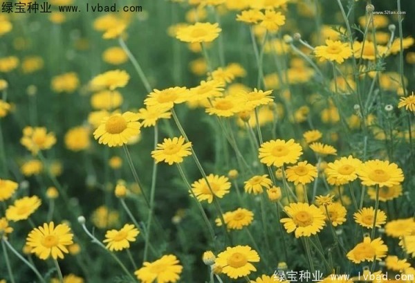 黃菊花種子 黃菊花種子