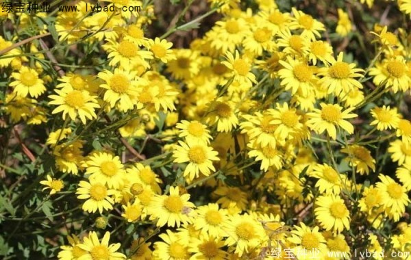 黃菊花種子 黃菊花種子