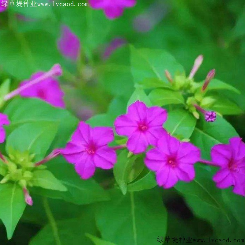 夜來(lái)香 夜來(lái)香