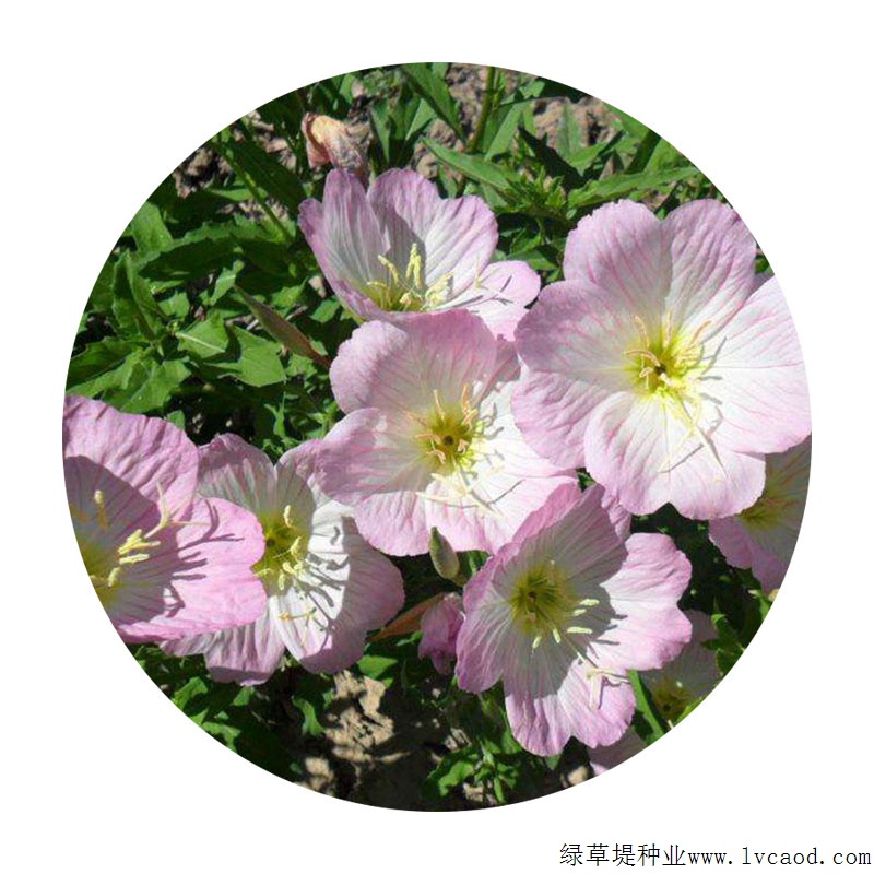 夜來(lái)香 夜來(lái)香