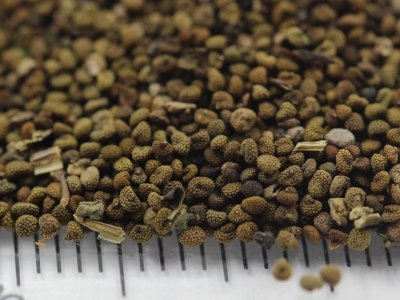 半枝蓮種子的市場價(jià)格是多少？