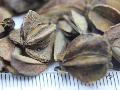 中國傳統(tǒng)花卉杜鵑種子的價格是多少？