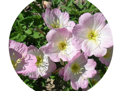 夜間香氣更加濃郁的夜來香種子的零售價格是多少？