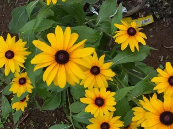 1589782451871125.jpg 微信圖片_20200518135250.jpg