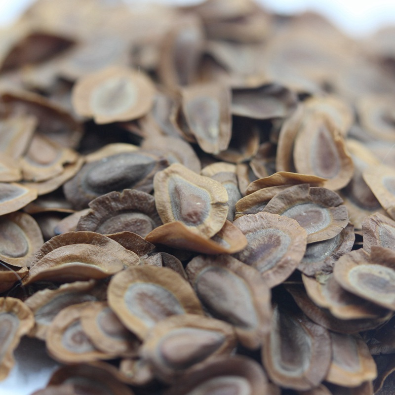 馬利筋種子 馬利筋種子