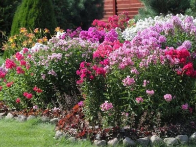 福祿考種子怎么播種養(yǎng)護(hù)呢？