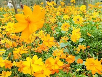 硫化菊種子的市場價格是多少？