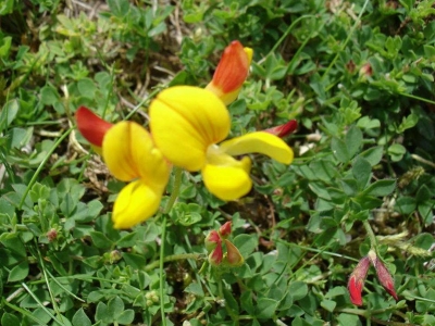 百脈根種子的市場價格是多少？