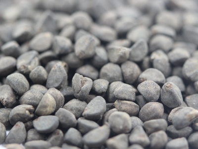 鶯蘿種子的購買渠道有哪些？