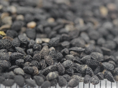 黑種草種子應(yīng)該什么時(shí)候播種？