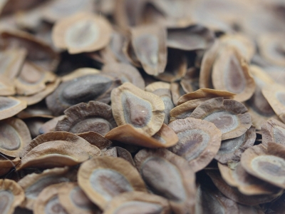 馬利筋種子的市場價格是多少？