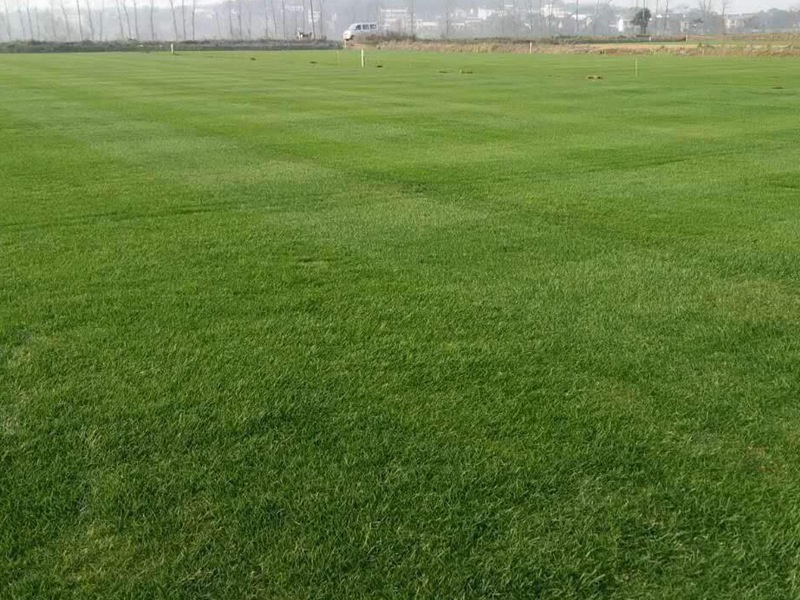 百慕大草坪 百慕大草坪