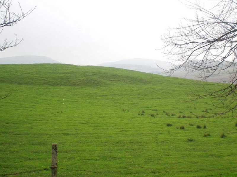 護坡黑麥草 護坡黑麥草