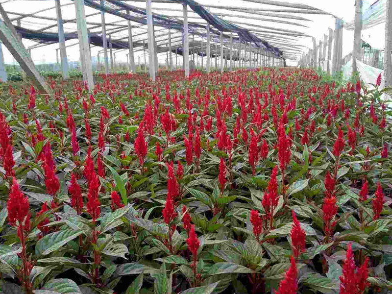 紅色鼠尾草 紅色鼠尾草