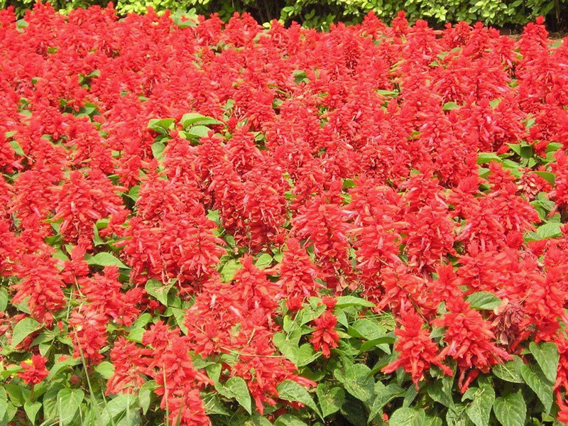 紅色鼠尾草 紅色鼠尾草