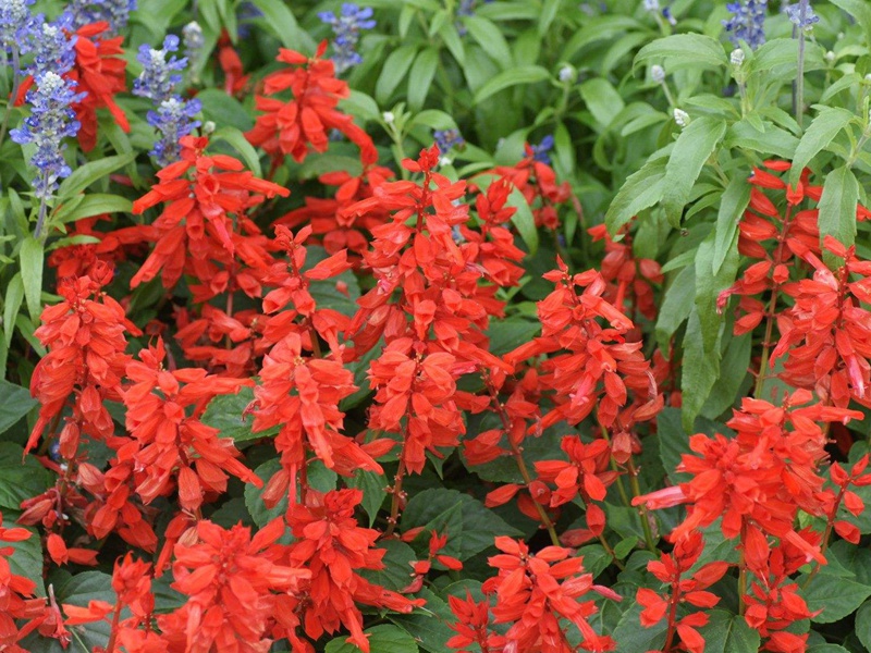 紅色鼠尾草 紅色鼠尾草