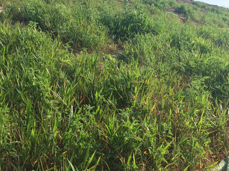 1591715755173320.jpg 2.jpg