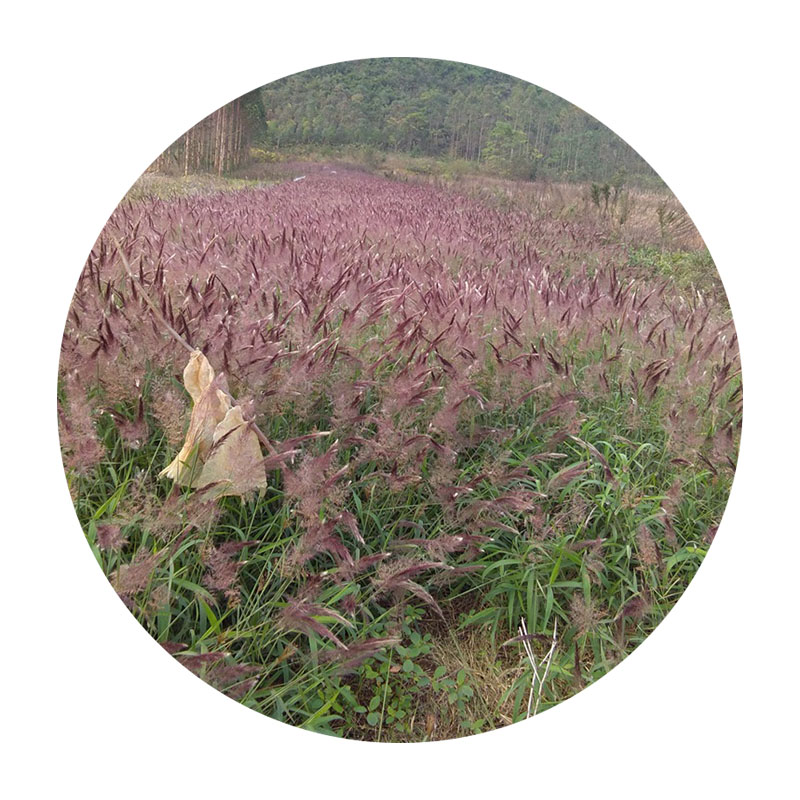 1593005561363408.jpg 50.jpg