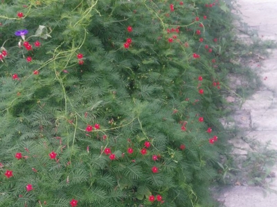 羽葉鳶蘿種子應(yīng)該去哪兒買？