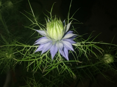 黑種草種子可以去哪里購買？