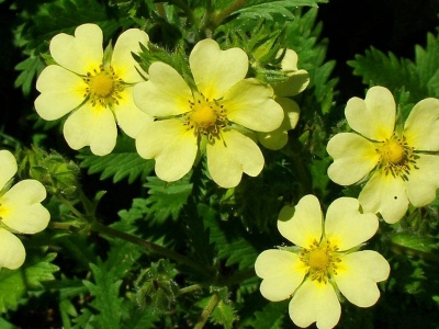 委陵菜種子應(yīng)該去哪兒買？